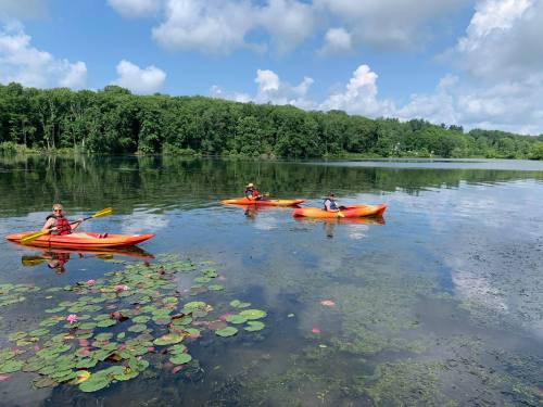 Three people kayaking on a calm lake surrounded by greenery and lily pads under a blue sky with fluffy clouds.