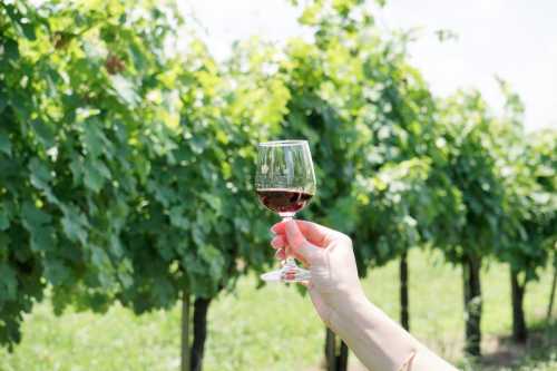 A hand holds a glass of red wine in front of lush green grapevines under a clear sky.