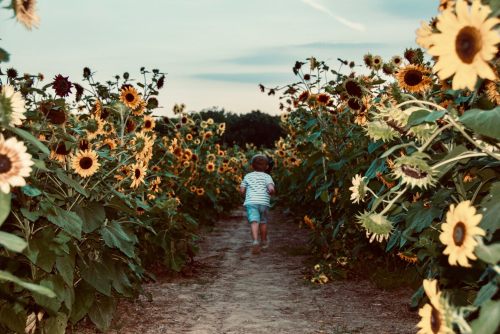 A child runs down a path surrounded by tall sunflowers under a blue sky.