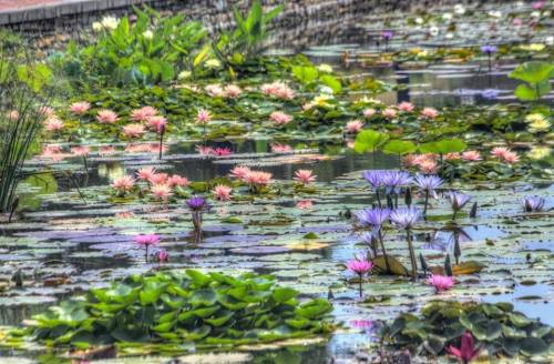 A serene pond filled with colorful water lilies in shades of pink, purple, and white, surrounded by lush greenery.