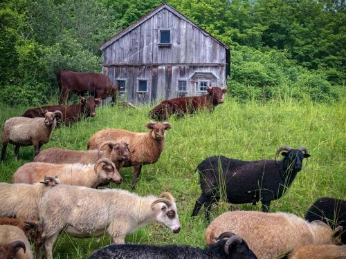 A herd of sheep and a few cows grazing in a lush green field near a rustic wooden barn.