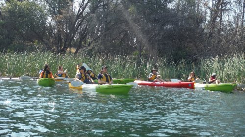 A group of people kayaking on a calm waterway surrounded by tall grass and trees.