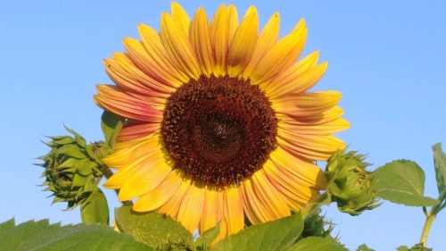 A vibrant sunflower with bright yellow petals and a dark center, set against a clear blue sky.