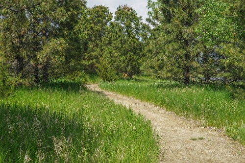 A winding dirt path through lush green grass and trees under a bright sky.