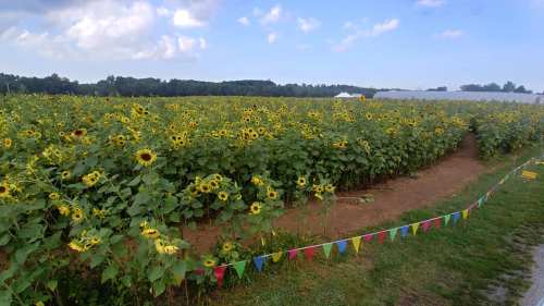 A vibrant field of sunflowers under a blue sky, with colorful flags marking a path through the blooms.