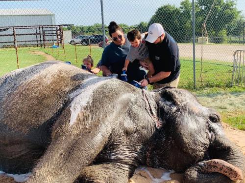 A family gently washes an elephant lying on the ground, with children helping and adults supervising.