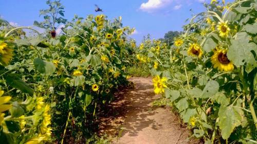 A sunny path through a field of tall sunflowers under a blue sky with a few clouds.