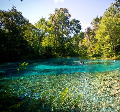 A serene blue spring surrounded by lush greenery, with people swimming in the clear water.