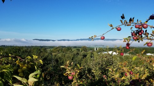 A scenic view of rolling hills and fog, with apple trees in the foreground and a clear blue sky above.