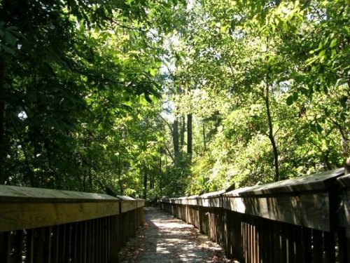 A wooden boardwalk winding through a lush, green forest with sunlight filtering through the trees.