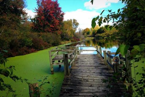 A wooden dock extends into a serene pond surrounded by vibrant autumn foliage and green algae.