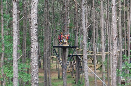 A group of people on a high ropes course among tall trees in a forest.