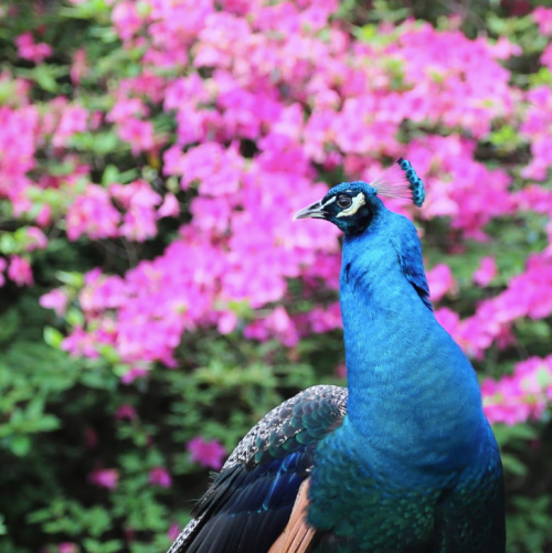 A vibrant peacock stands in front of blooming pink flowers, showcasing its colorful feathers against a lush background.