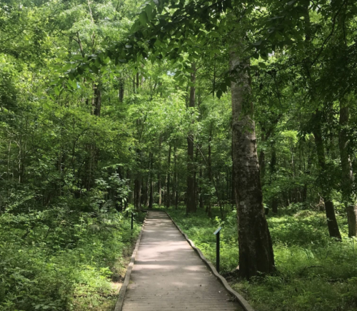 A wooden path winding through a lush green forest with tall trees and dense foliage on either side.