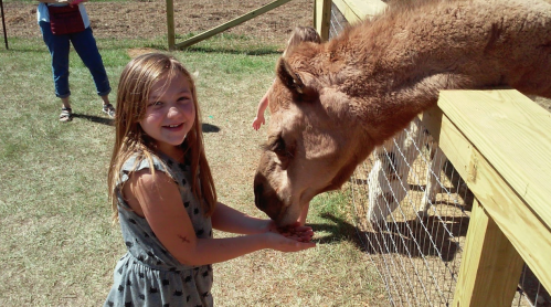 A young girl smiles as she feeds a camel at a petting zoo, with a wooden fence in the background.