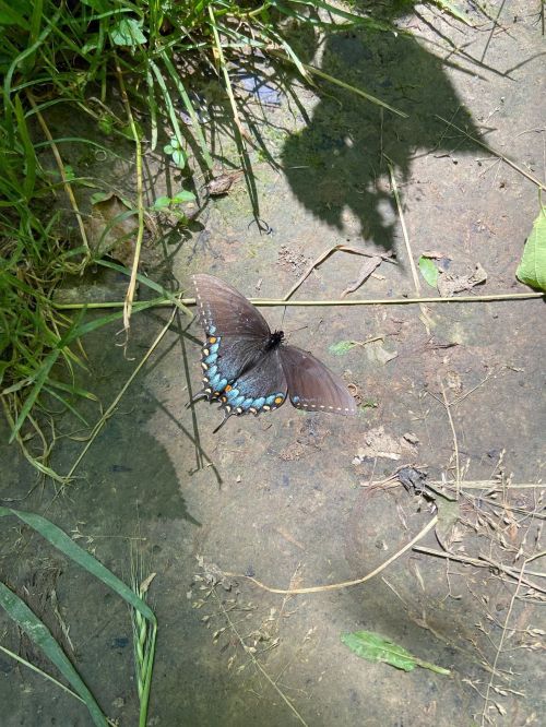 A butterfly with dark wings and blue spots rests on the ground among grass and leaves.