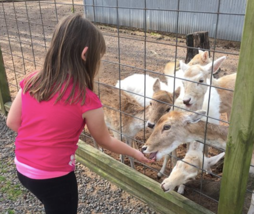 A young girl in a pink shirt feeds deer through a fence at a petting zoo.