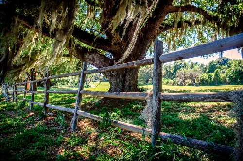 A large tree draped in Spanish moss beside a wooden fence in a lush, green landscape.