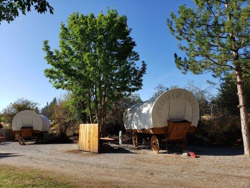 Two covered wagons parked on a gravel path, surrounded by trees and shrubs under a clear blue sky.