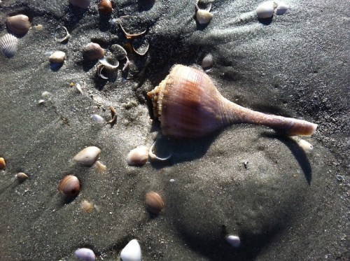 A large conch shell lies on wet sand, surrounded by smaller seashells and scattered grains of sand.