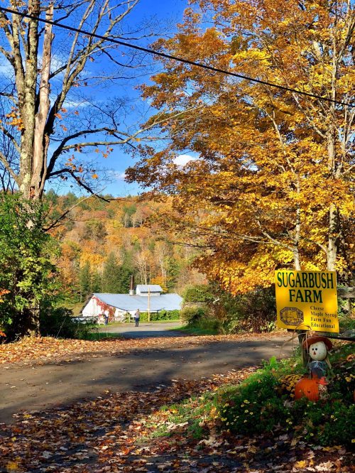 A scenic view of Sugarbush Farm with autumn foliage and a pumpkin by the roadside.