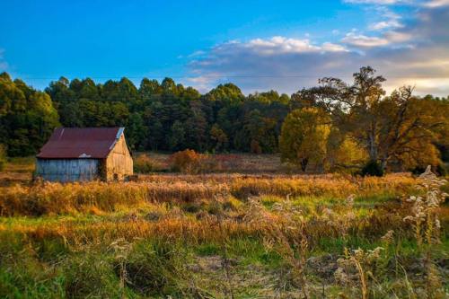A rustic barn in a vibrant autumn landscape with colorful trees and golden grasses under a blue sky.