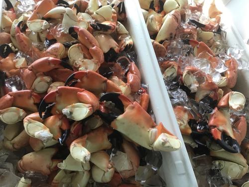 A close-up of a pile of crab claws resting on ice in a container.
