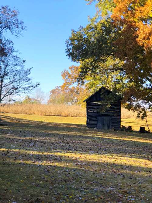 A rustic black wooden shed surrounded by autumn trees and a clear blue sky, with fallen leaves on the ground.