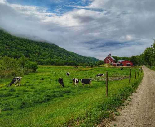 A scenic farm with cows grazing in a green field, surrounded by mountains and a red barn under a cloudy sky.
