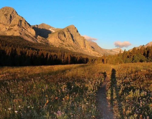 A scenic mountain landscape with a winding path through a field of wildflowers under a clear blue sky.