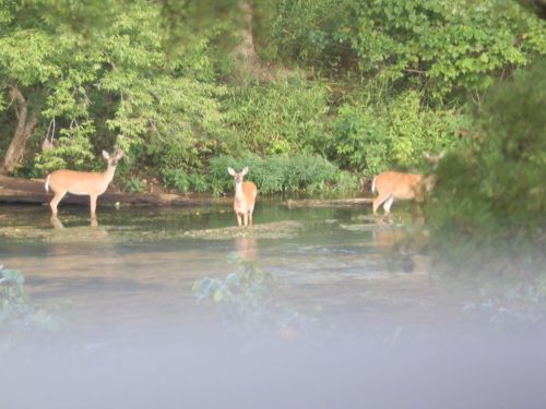 Three deer wade through a shallow stream surrounded by lush green foliage.