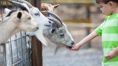 A young boy feeds a goat through a fence, surrounded by other goats in a farm setting.