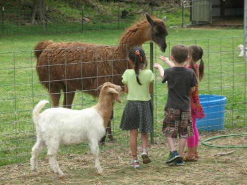 Children feeding a llama and a goat at a petting zoo, surrounded by green grass and a fence.