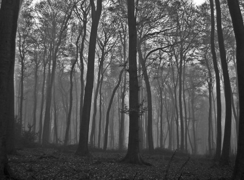 A misty forest with tall, bare trees creating a mysterious and eerie atmosphere in black and white.