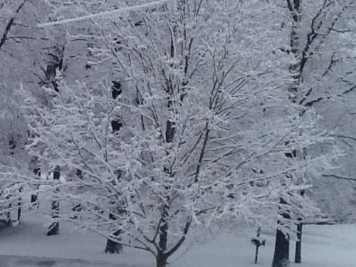 A snow-covered tree stands in a winter landscape, surrounded by a blanket of white snow.