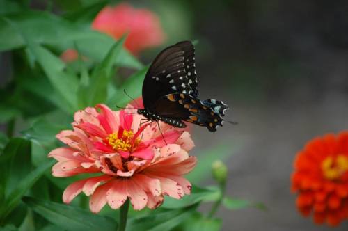 A butterfly with black and blue patterns perched on a pink flower, surrounded by green leaves and other colorful blooms.