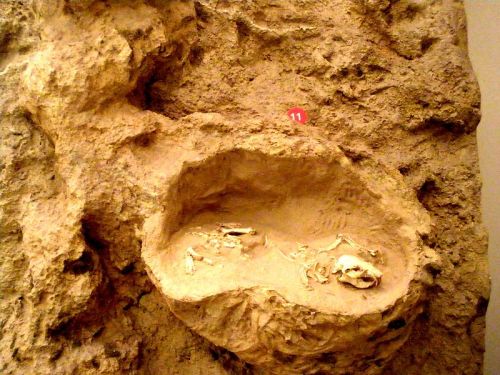 Fossilized remains of small animals embedded in rocky terrain, labeled with number 11.