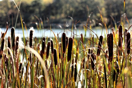 Tall cattails stand in a wetland, with a blurred background of water and trees under soft sunlight.