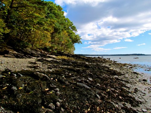 A rocky shoreline with seaweed, surrounded by trees under a partly cloudy sky.