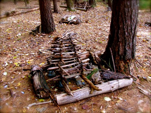 A forest floor covered in pine needles, featuring a rustic arrangement of sticks and logs among trees.