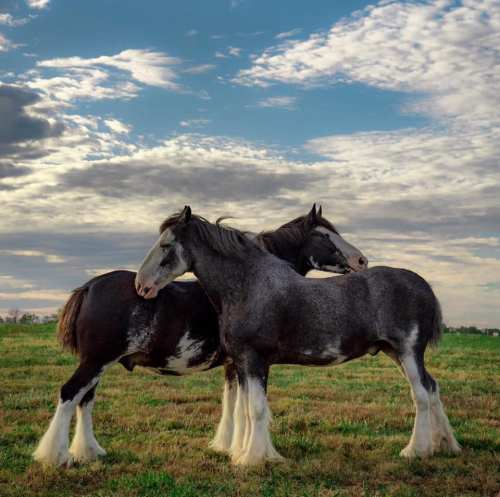 Two beautiful horses with dark coats and white markings stand close together in a grassy field under a cloudy sky.