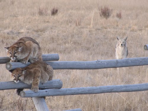 Two young mountain lions play on a wooden fence, while a coyote watches from a distance in a grassy field.