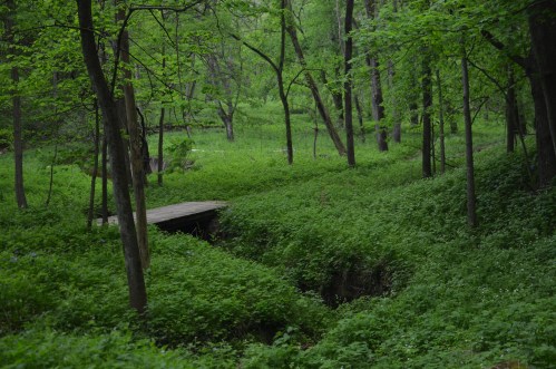A serene forest scene with lush green foliage and a small wooden bridge over a gentle stream.