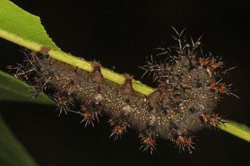 A spiky caterpillar clings to a green leaf, showcasing its unique texture and coloration against a dark background.