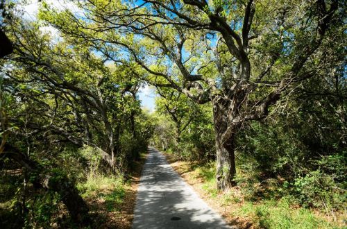 A serene pathway lined with lush trees and greenery under a bright blue sky.