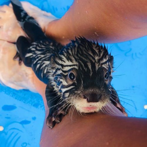 A baby otter with wet fur peeks out from between a person's legs, surrounded by water.