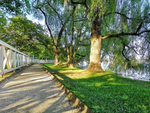 A serene pathway lined with trees and a white fence, leading to a calm water body under bright sunlight.