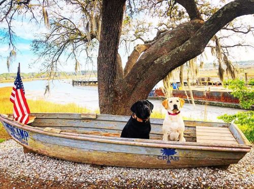 Two dogs, a black lab and a yellow lab, sit in a wooden boat by a lake, with an American flag nearby and trees in the background.