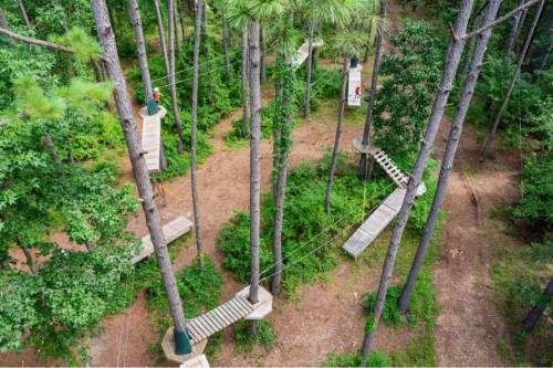 Aerial view of a treetop adventure course with wooden platforms and bridges among tall trees in a lush forest.