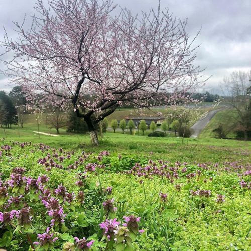 A blooming cherry tree stands over a field of purple flowers, with a scenic view of a road and distant trees.